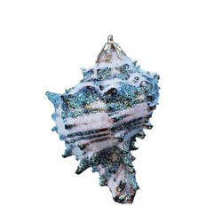 Item 220012 Black Murex Shell Ornament