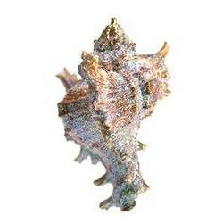 Item 220014 Ramosa Murex Shell Ornament