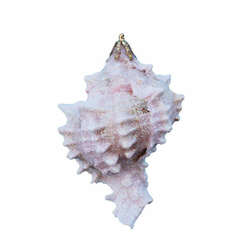 Item 220023 Pink Murex Shell Ornament