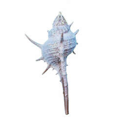 Item 220024 Spiny Murex Shell Ornament