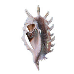 Item 220025 Cut Millipede Conch Shell Ornament