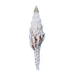 Item 220029 Brown/White Spindal Shell Ornament