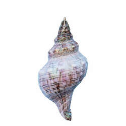 Item 220033 Fox Shell Ornament